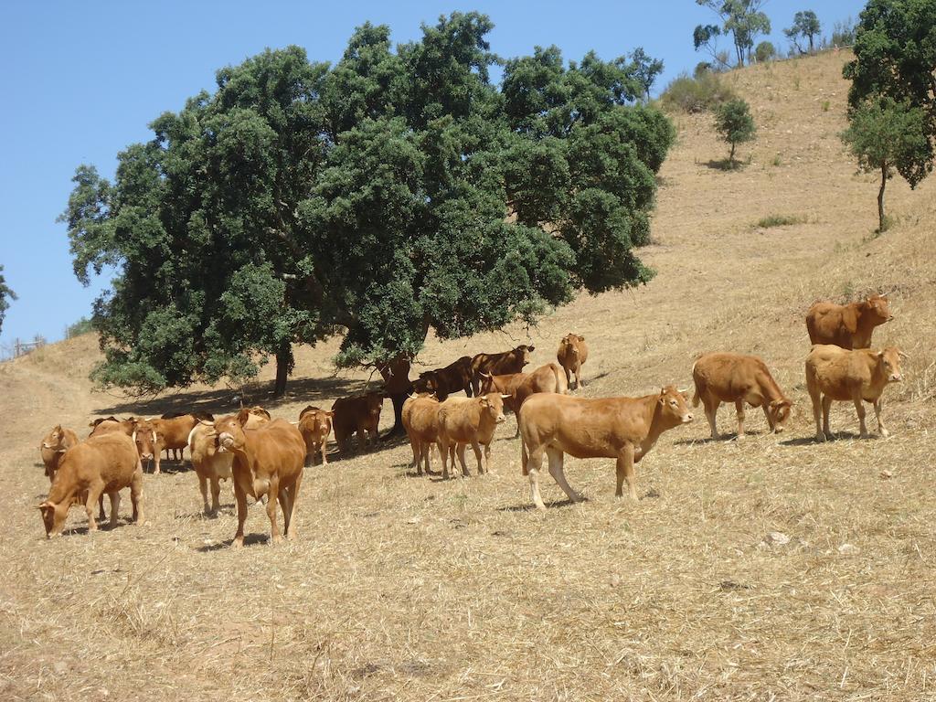 Herdade Dos Montes Bastos Santa Luzia  Exterior photo